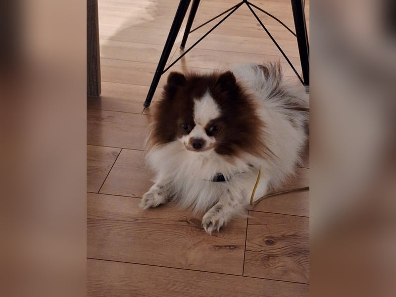 Dringend neues liebevolles Zuhause gesucht