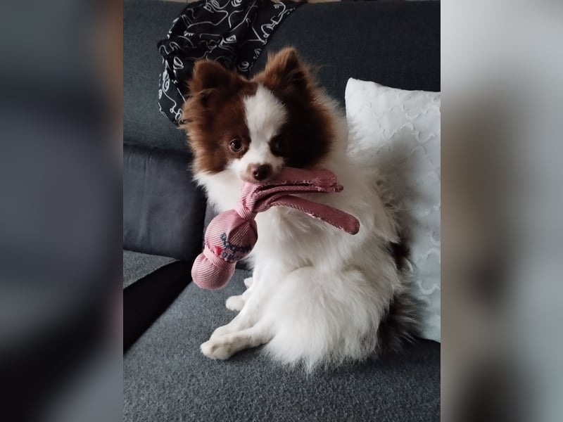 Dringend neues liebevolles Zuhause gesucht