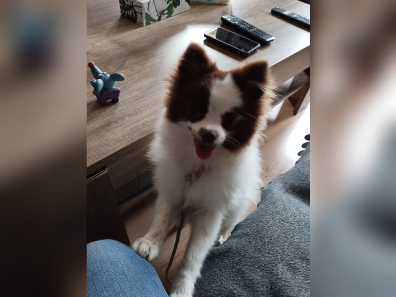 Dringend neues liebevolles Zuhause gesucht