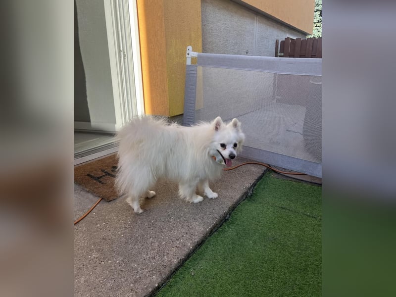 Merlin SR – Fröhlicher Spitz-Rüde sucht neues Zuhause