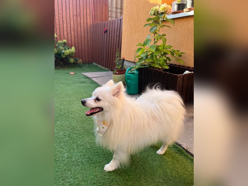 Merlin SR – Fröhlicher Spitz-Rüde sucht neues Zuhause