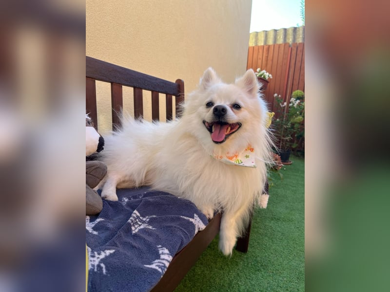 Merlin SR – Fröhlicher Spitz-Rüde sucht neues Zuhause