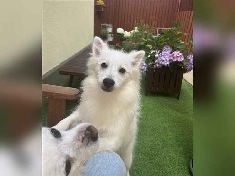 Dany SR – Sensibler Junghund sucht einfühlsames Zuhause