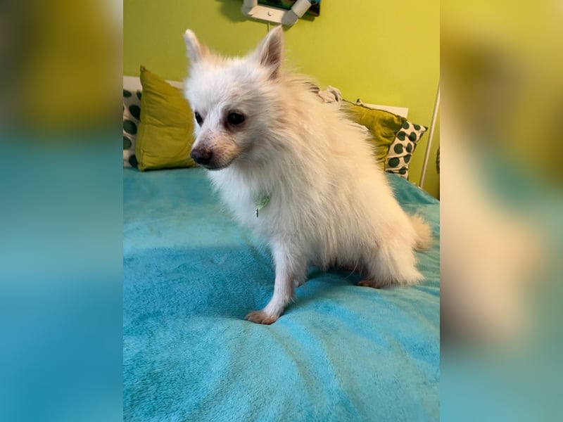 Toffee-SR, Süßer Opi sucht warmes Körbchen.