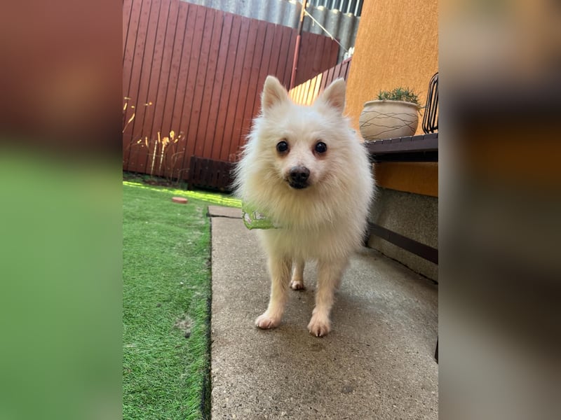 Toffee-SR, Süßer Opi sucht warmes Körbchen.