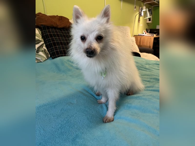 Toffee-SR, Süßer Opi sucht warmes Körbchen.