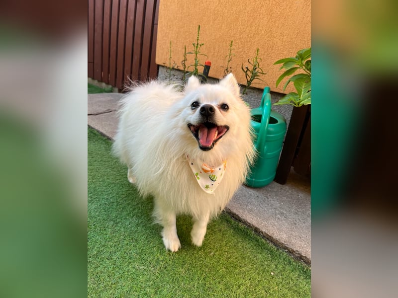 Merlin SR – Fröhlicher Spitz-Rüde sucht neues Zuhause