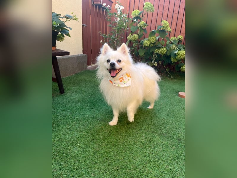 Merlin SR – Fröhlicher Spitz-Rüde sucht neues Zuhause