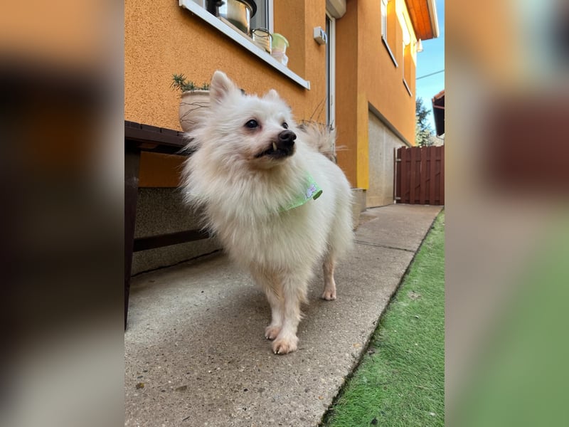 Toffee-SR, Süßer Opi sucht warmes Körbchen.