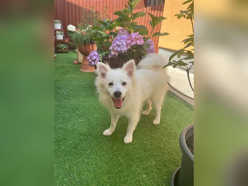 Dany SR – Sensibler Junghund sucht einfühlsames Zuhause