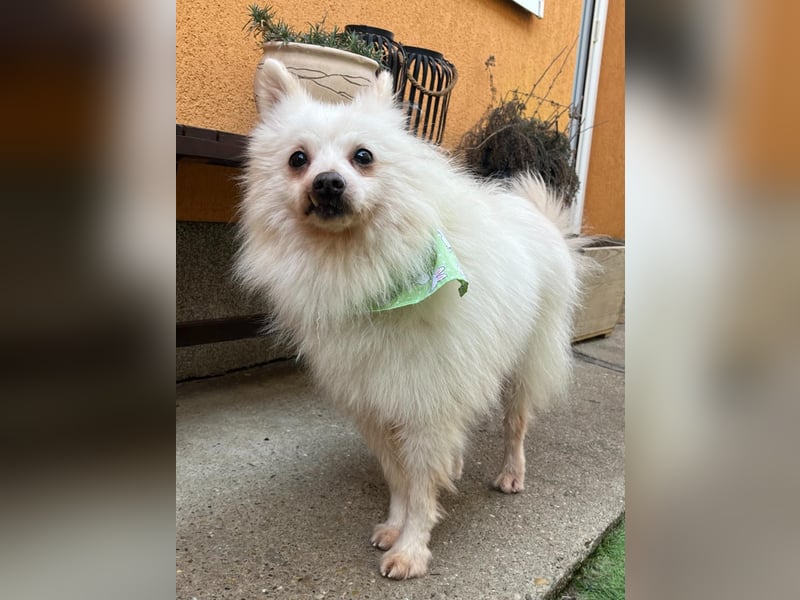 Toffee-SR, Süßer Opi sucht warmes Körbchen.