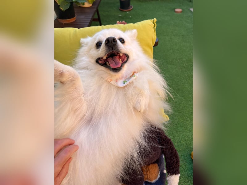 Merlin SR – Fröhlicher Spitz-Rüde sucht neues Zuhause