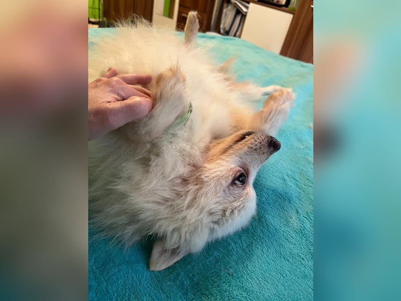 Toffee-SR, Süßer Opi sucht warmes Körbchen.