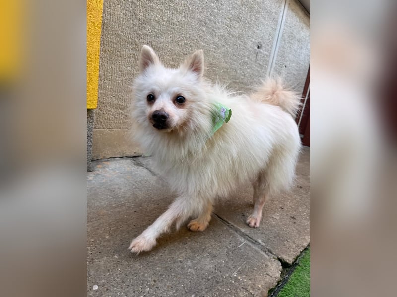 Toffee-SR, Süßer Opi sucht warmes Körbchen.