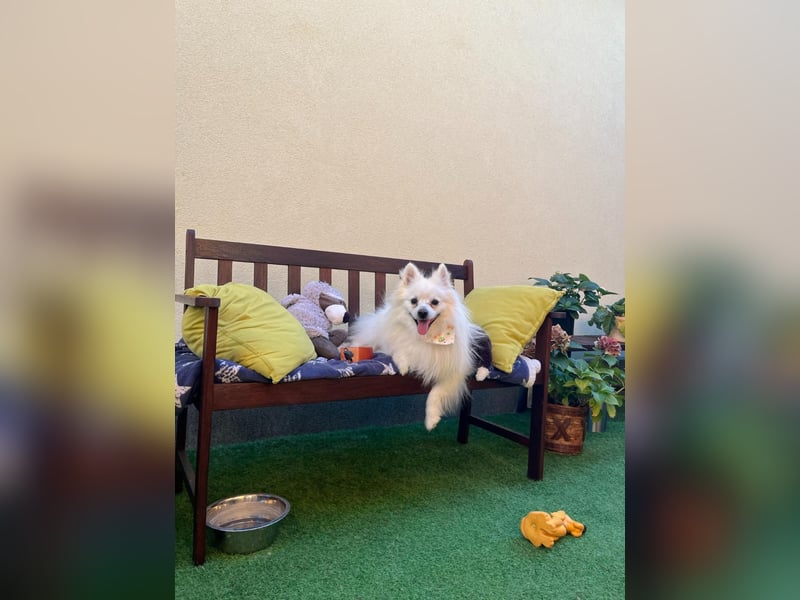 Merlin SR – Fröhlicher Spitz-Rüde sucht neues Zuhause