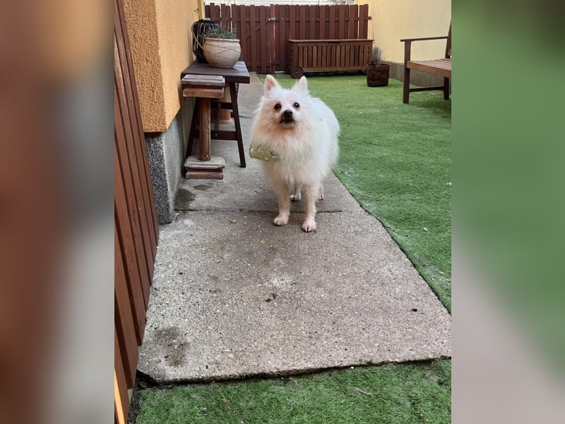 Toffee-SR, Süßer Opi sucht warmes Körbchen.