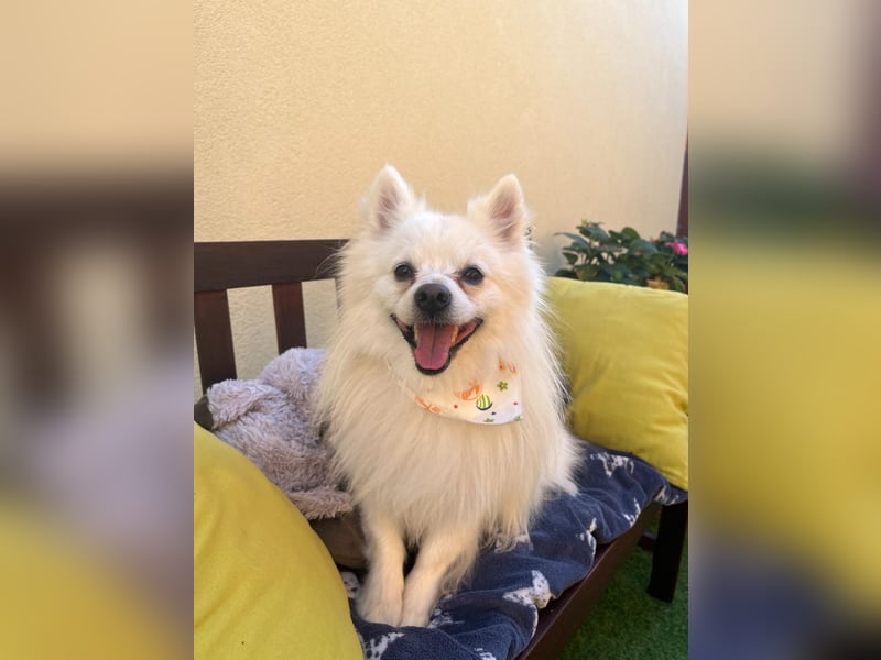 Merlin SR – Fröhlicher Spitz-Rüde sucht neues Zuhause