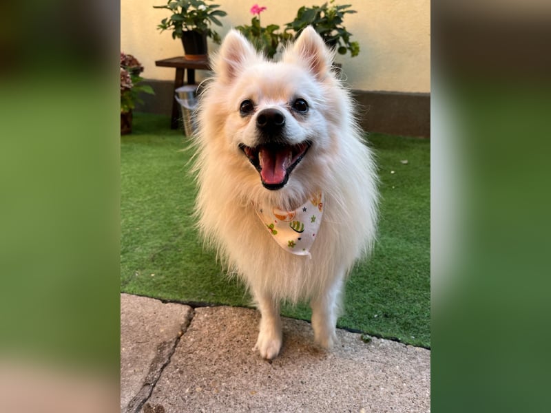 Merlin SR – Fröhlicher Spitz-Rüde sucht neues Zuhause