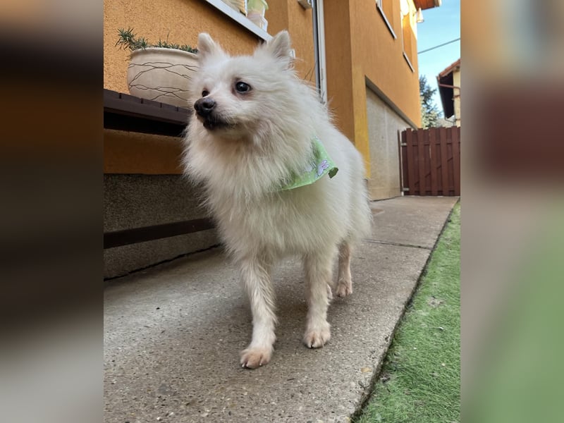 Toffee-SR, Süßer Opi sucht warmes Körbchen.