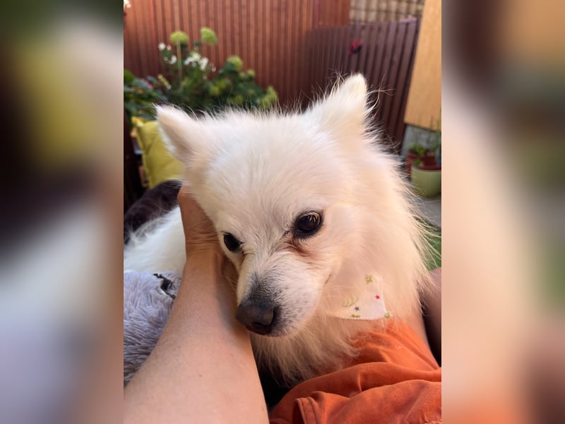 Merlin SR – Fröhlicher Spitz-Rüde sucht neues Zuhause
