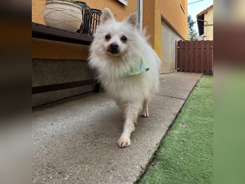 Toffee-SR, Süßer Opi sucht warmes Körbchen.