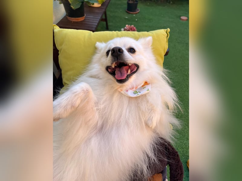 Merlin SR – Fröhlicher Spitz-Rüde sucht neues Zuhause