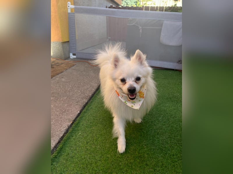 Merlin SR – Fröhlicher Spitz-Rüde sucht neues Zuhause