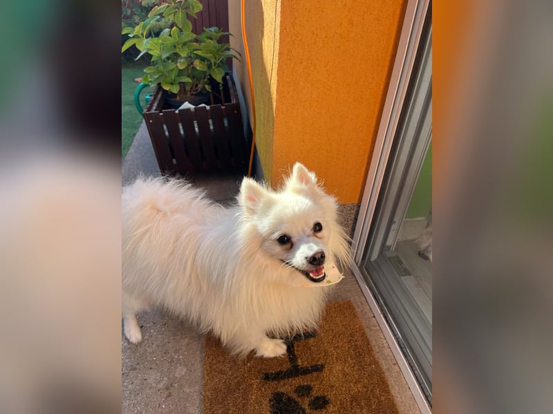 Merlin SR – Fröhlicher Spitz-Rüde sucht neues Zuhause