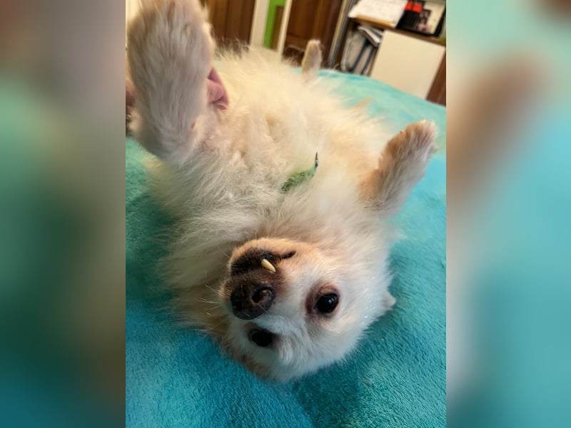Toffee-SR, Süßer Opi sucht warmes Körbchen.