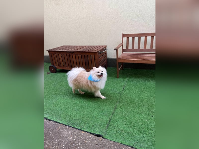 Monty, freundlicher Kleinspitz Rüde geb. 2019