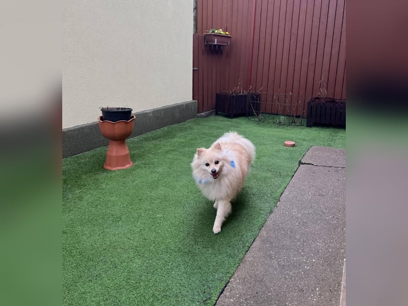 Monty, freundlicher Kleinspitz Rüde geb. 2019