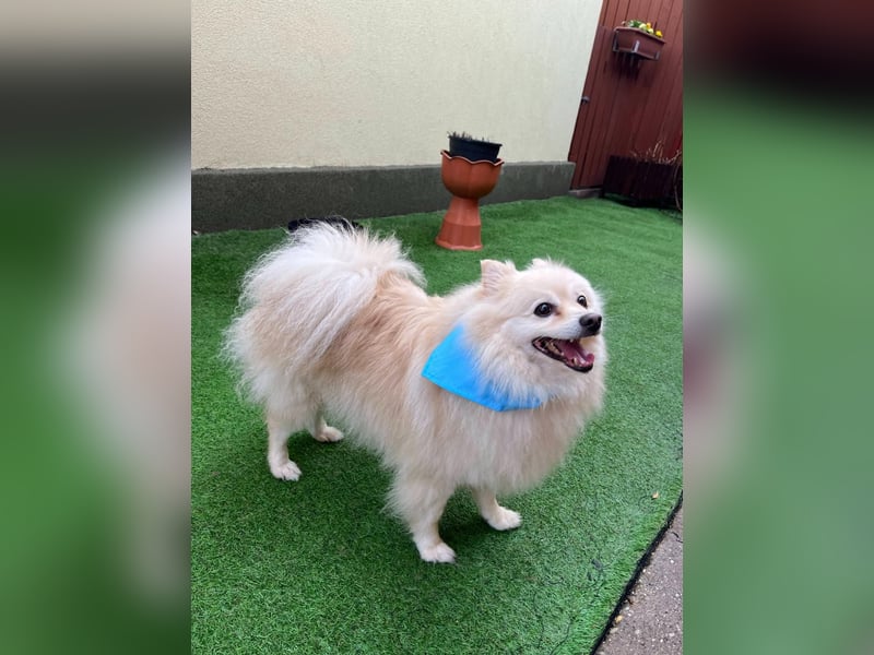 Monty, freundlicher Kleinspitz Rüde geb. 2019