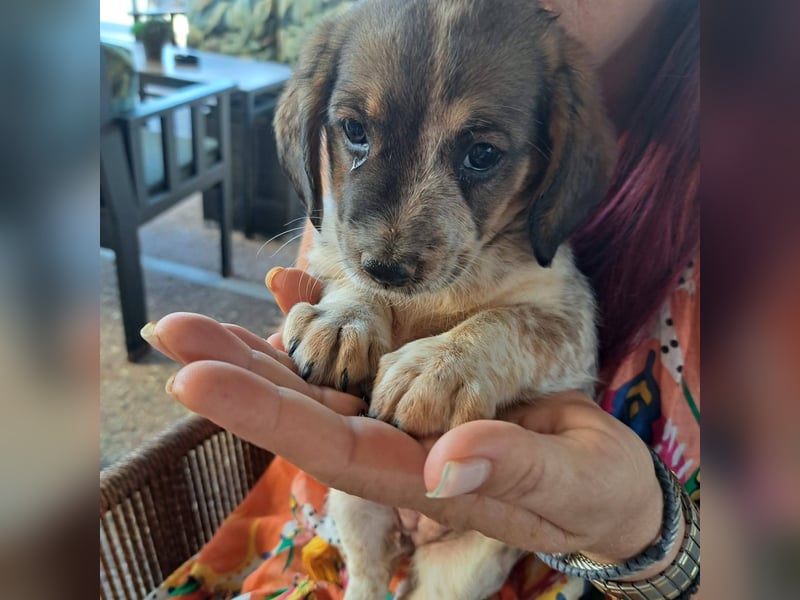 Junghündin LYRA sucht ihr Für-immer-Zuhause Junghündin LYRA sucht ihr Für-immer-Zuhause