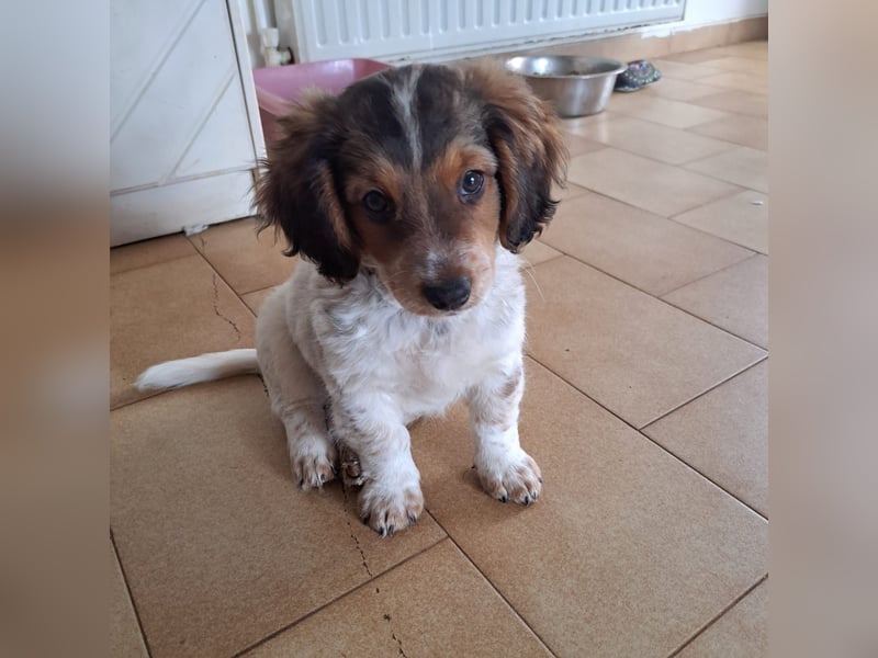 Junghund LEON sucht nach seinem Für-immer-Zuhause Junghund LEON sucht nach seinem Für-immer-Zuhause