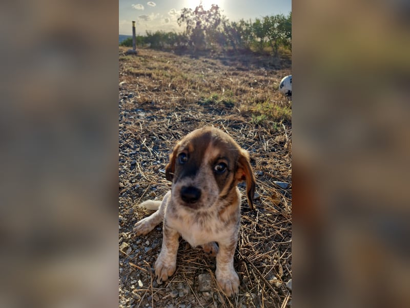 Junghündin LYRA sucht ihr Für-immer-Zuhause Junghündin LYRA sucht ihr Für-immer-Zuhause