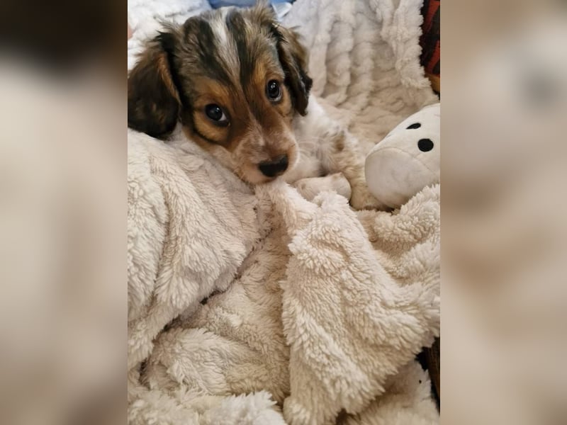 Junghund LEON sucht nach seinem Für-immer-Zuhause Junghund LEON sucht nach seinem Für-immer-Zuhause