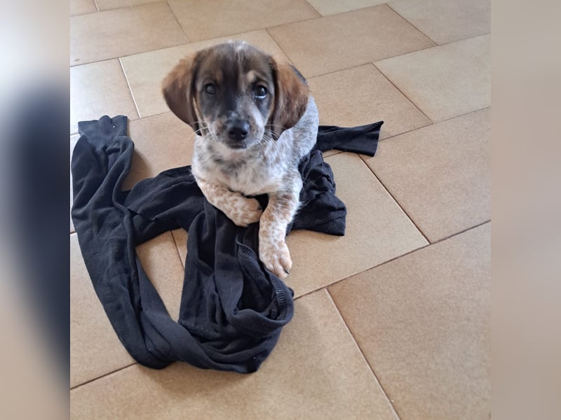 Junghündin LYRA sucht ihr Für-immer-Zuhause Junghündin LYRA sucht ihr Für-immer-Zuhause