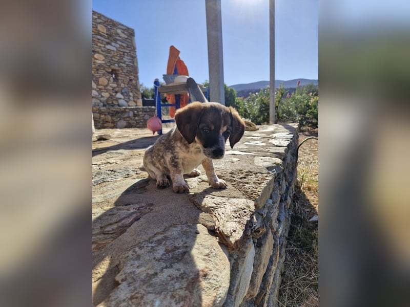 Junghündin LYRA sucht ihr Für-immer-Zuhause Junghündin LYRA sucht ihr Für-immer-Zuhause