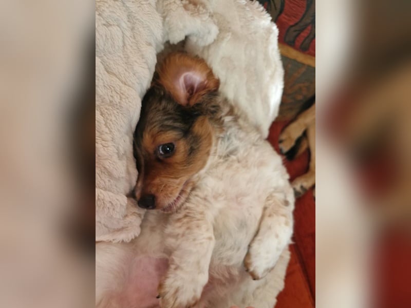 Junghund LEON sucht nach seinem Für-immer-Zuhause Junghund LEON sucht nach seinem Für-immer-Zuhause