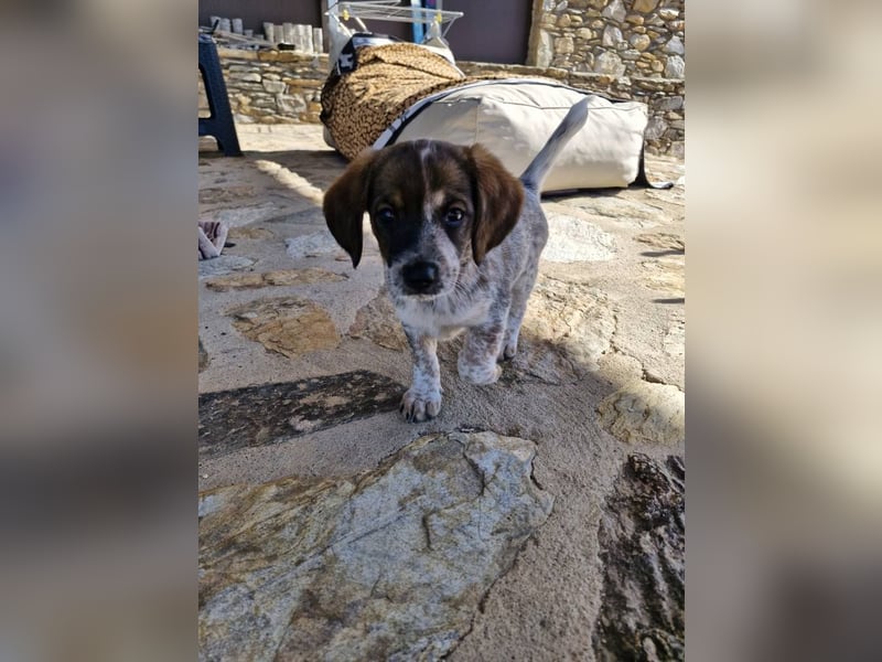 Junghündin LYRA sucht ihr Für-immer-Zuhause Junghündin LYRA sucht ihr Für-immer-Zuhause