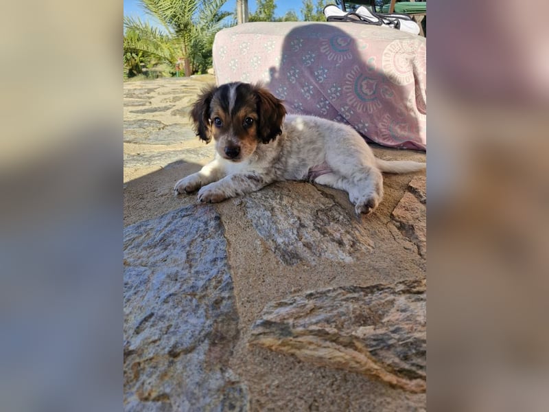 Junghund LEON sucht nach seinem Für-immer-Zuhause Junghund LEON sucht nach seinem Für-immer-Zuhause