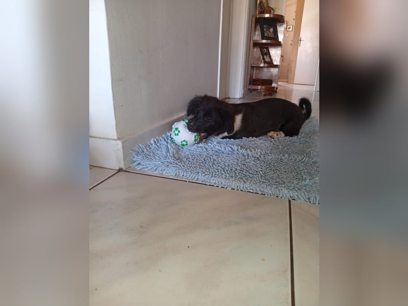 Junghund PAULCHEN sucht liebevolles Zuhause