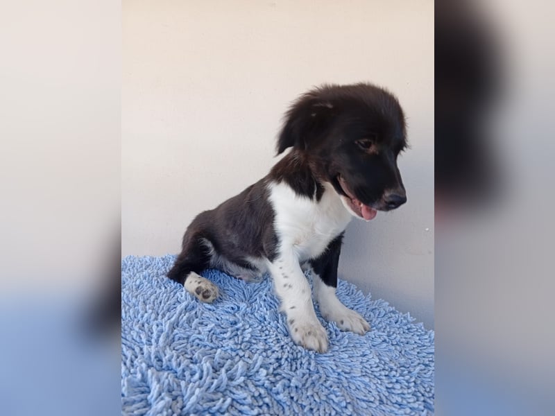 Junghund PAULCHEN sucht liebevolles Zuhause