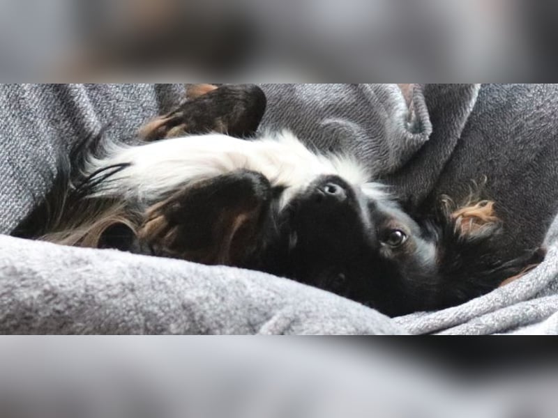 Kleine Verschmuste Hündin sucht Heim mit erfahrenen Haltern