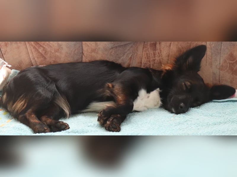 Kleine Verschmuste Hündin sucht Heim mit erfahrenen Haltern