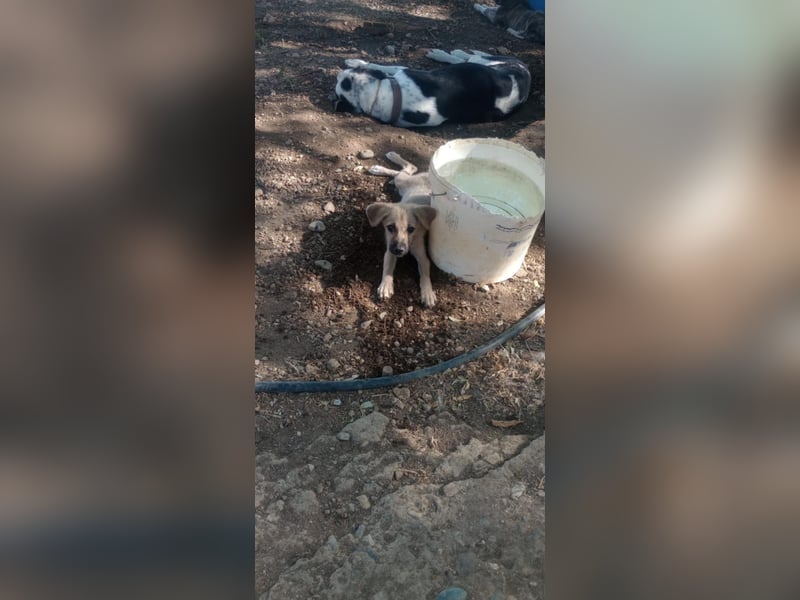 Mimi - Kokoni mix sucht ihr Glück