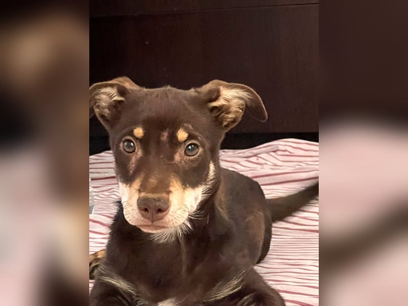 Kleine Mirell sucht ihr großes Glück 