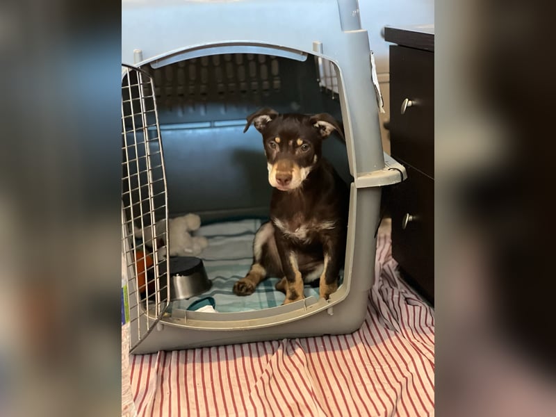 Kleine Mirell sucht ihr großes Glück 