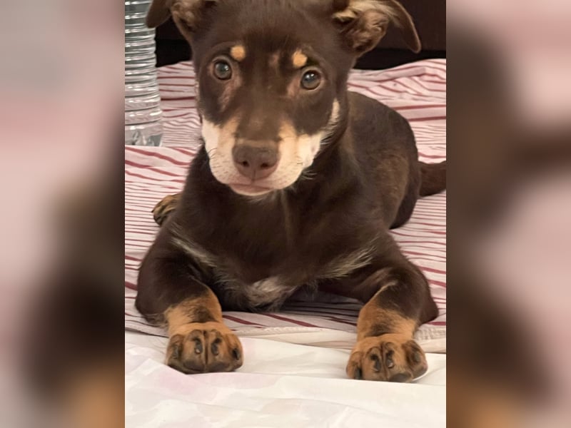 Kleine Mirell sucht ihr großes Glück 