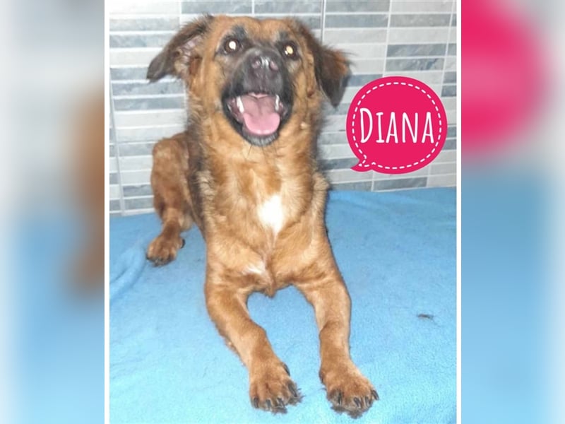 Diana eine kleine verspielte Hündin